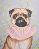 Écharpe légère bleue Fable England Pet Portraits, carlin à collerette rose par Catherine Rowe