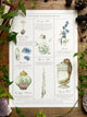 Affiche aquarelle Georgiou Draws des ingrédients de potions magiques, champignon et corne de licorne